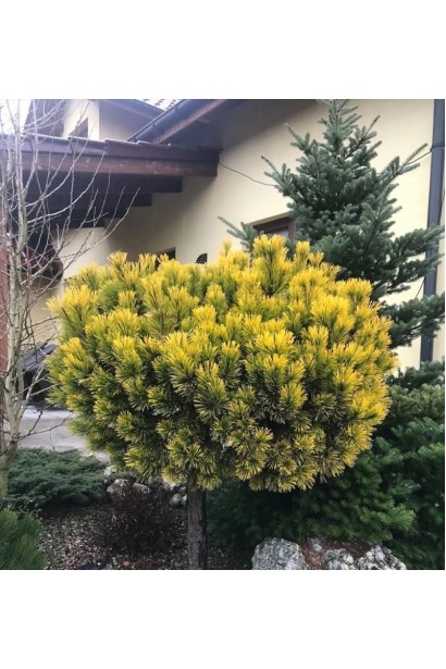 Сосна гірська Карстенс Вінтерголд на штамбі посадка